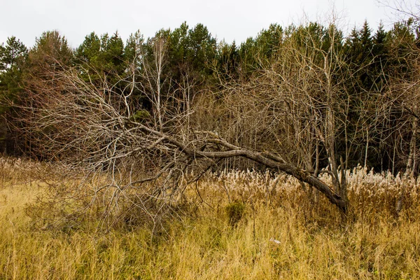 Drzewo Pod Koniec Sezonu Jesiennego — Zdjęcie stockowe