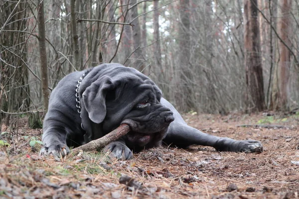 Mastino Napoletano Med Gren Skogen — Stockfoto