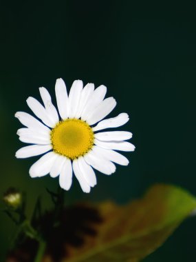 vahşi çiçek papatya eczane tıbbi