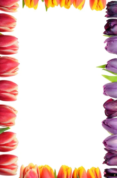 Multicoloured flowers tulips on a white background for a card for your text — Stock Photo, Image