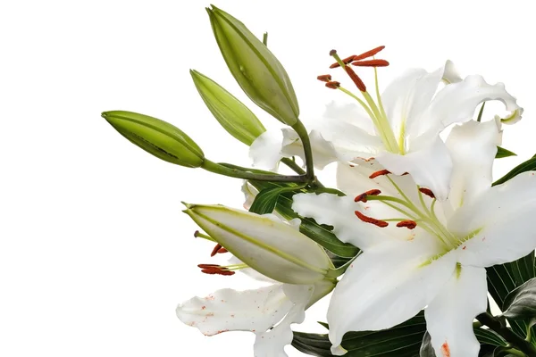 Three beautiful pure and the gentle white lily flower on a white background and a free space for text — Stock Photo, Image