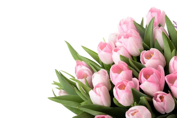 白地に花の花束は ピンクの美しいチューリップを明らかに — ストック写真