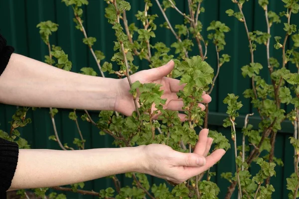 Green Background Two Female Hands Show Twigs Young Black Currant Royalty Free Stock Images