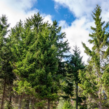 Bavyera, Almanya 'daki Kara Orman. Dağlarla, ormanlarla, göllerle ve büyüleyici ülkelerle el değmemiş doğa. Mummelsee Gölü ve deniz kızı heykeli.