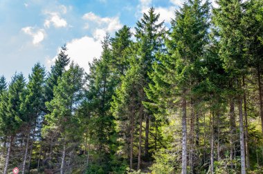 Bavyera, Almanya 'daki Kara Orman. Dağlarla, ormanlarla, göllerle ve büyüleyici ülkelerle el değmemiş doğa. Mummelsee Gölü 'nün etrafındaki çayırlar ve ormanlar deniz kızı heykeliyle.