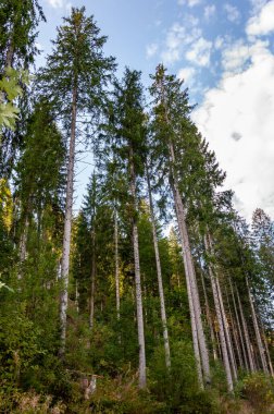 Bavyera, Almanya 'daki Kara Orman. Dağlarla, ormanlarla, göllerle ve büyüleyici ülkelerle el değmemiş doğa. Titisee Gölü etrafındaki orman.