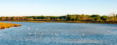 Camargue 'de Saint Maries de la Mer yakınlarındaki Pembe Flamingolar, Fransa' nın güneyinde su ve çayırlarla dolu, beyaz atları, otlayan boğaları ve pembe flamingoları ile ünlü bir bölge, Rhone Nehri 'ni geçti..