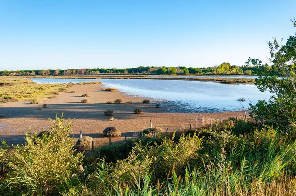 Camargue 'de Saint Maries de la Mer yakınlarındaki Pembe Flamingolar, Fransa' nın güneyinde su ve çayırlarla dolu, beyaz atları, otlayan boğaları ve pembe flamingoları ile ünlü bir bölge, Rhone Nehri 'ni geçti..