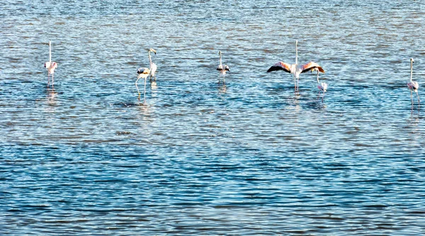 Różowe Flamingi Pobliżu Saintes Maries Mer Camargue Regionie Południu Francji — Zdjęcie stockowe