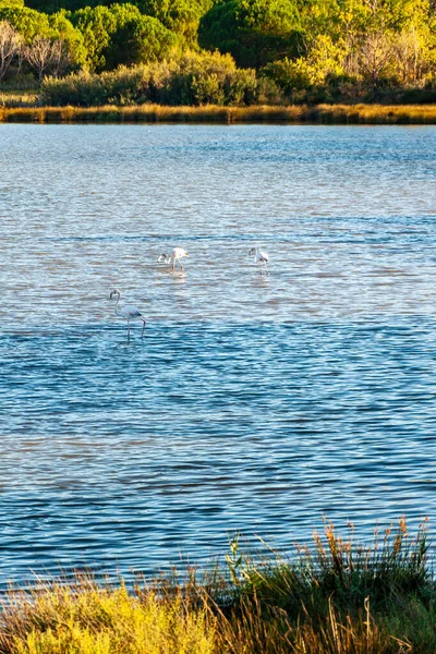 Różowe Flamingi Pobliżu Saintes Maries Mer Camargue Regionie Południu Francji — Zdjęcie stockowe