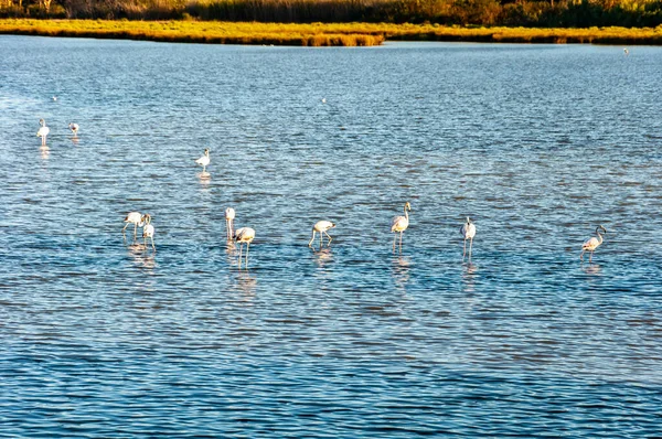 Różowe Flamingi Pobliżu Saintes Maries Mer Camargue Regionie Południu Francji — Zdjęcie stockowe