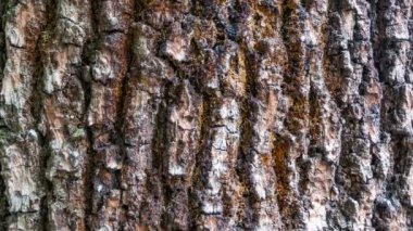 At kestanesi kabuğunun ayrıntıları zamanla aşınmış, arka planda doku, çizikler ve yosun var..