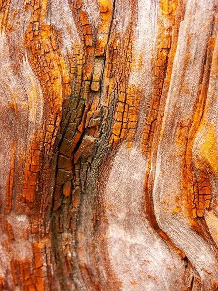 红橡木树皮的细部被时间侵蚀了一个世纪的植物 — 图库照片