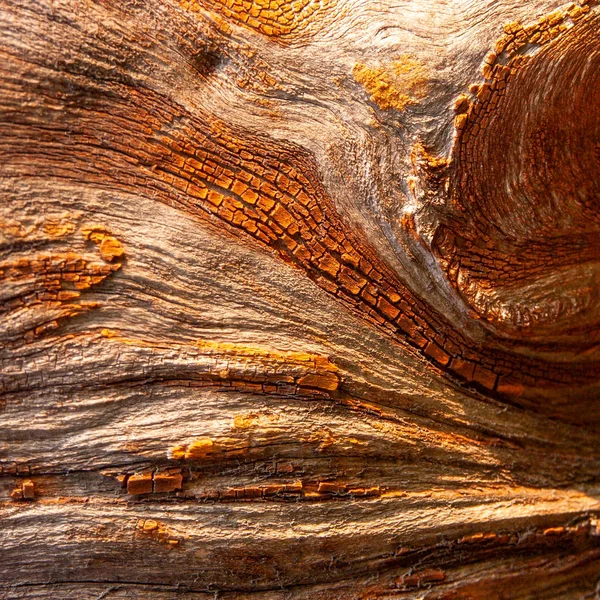 Red oak Bark eroded by time — ストック写真