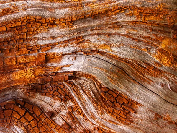 Red oak Bark eroded by time — Stock Photo, Image