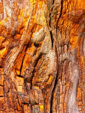 Kırmızı meşe kabuğu zamanla aşındı.