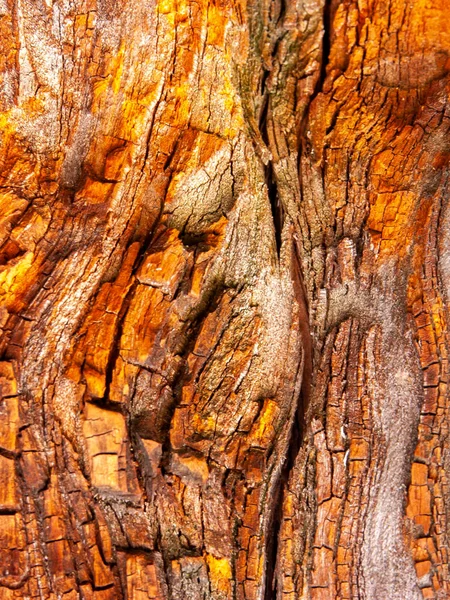 Écorce de chêne rouge érodée par le temps — Photo