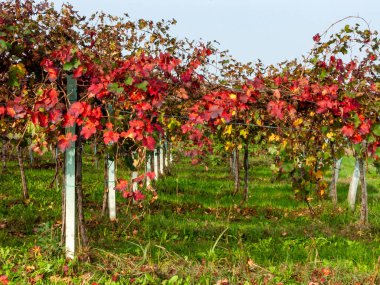 Modena 'nın Lambrusco üzümünün meyvesi.