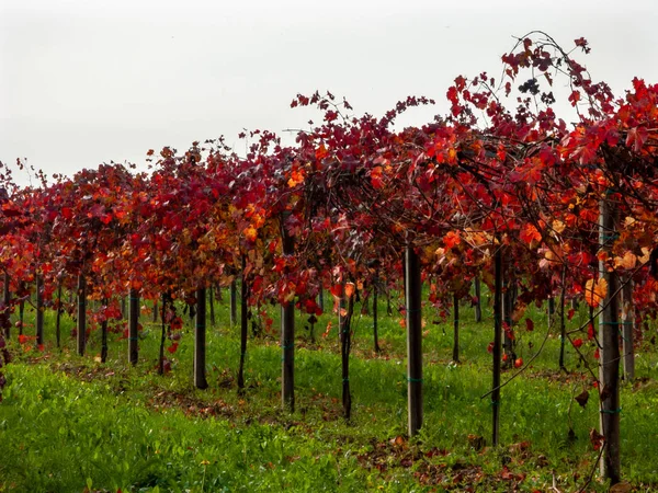 A modenai Lambrusco szőlő termése, amellyel a világhírű — Stock Fotó