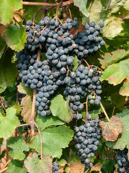 Fruto da uva Lambrusco de Modena, com que o mundo-fam — Fotografia de Stock