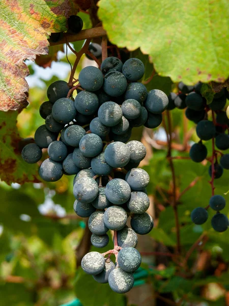 Frukt av druvan Lambrusco i Modena, med vilken världens fam — Stockfoto