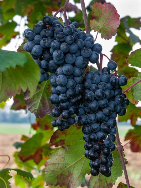 Frukt av druvan Lambrusco i Modena, med vilken världens fam — Stockfoto