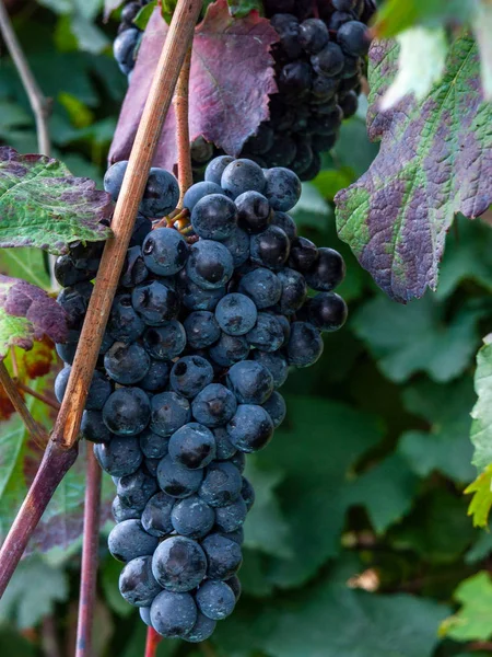 Fruit of the Lambrusco grape of Modena, with which the world-fam — Stock Photo, Image