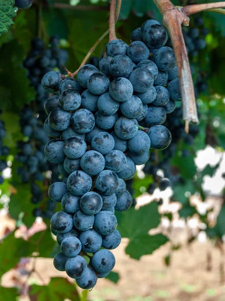 Frukt av druvan Lambrusco i Modena, med vilken världens fam — Stockfoto