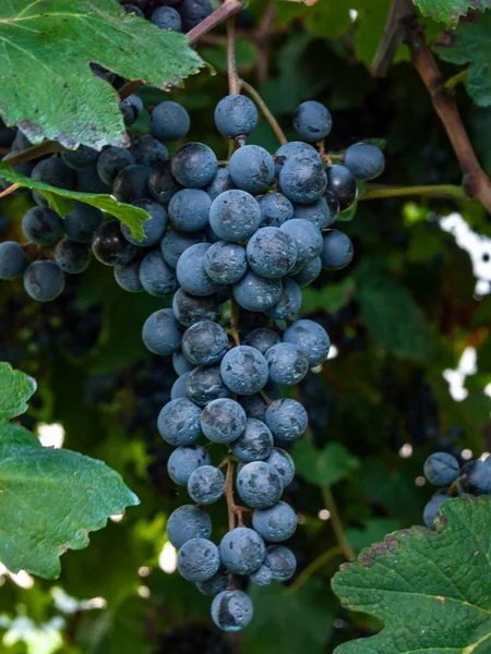 Frukt av druvan Lambrusco i Modena, med vilken världens fam — Stockfoto