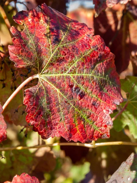 Fruto da uva Lambrusco de Modena, com que o mundo-fam — Fotografia de Stock