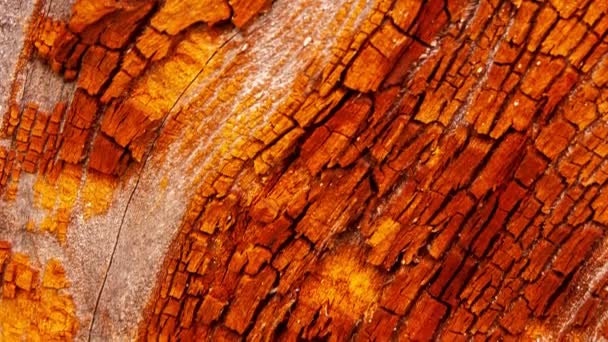 Detail Bark Red Oak Eroded Time Plant Centuries Old Park — 图库视频影像
