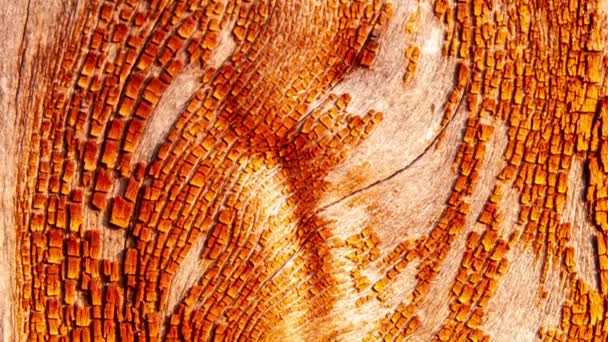 Detail Bark Red Oak Eroded Time Plant Centuries Old Park — 图库视频影像