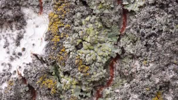 白杨树树皮的细部随着时间的流逝而被侵蚀 这种植物生长在一个有着百年历史的公园里 树皮上有因时间而异的苔藓的纹理和划痕 — 图库视频影像