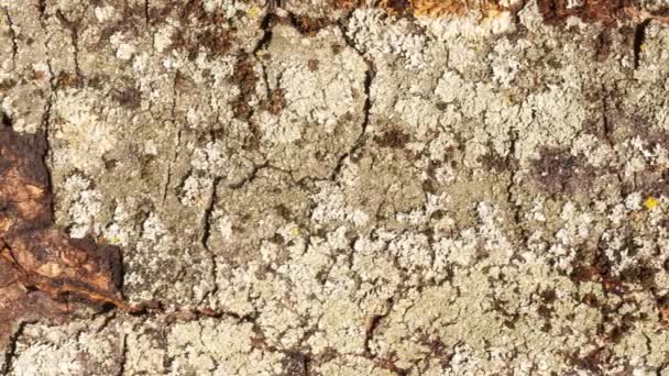 Detail Bark Horse Chestnut Eroded Time Plant Centuries Old Park — 비디오