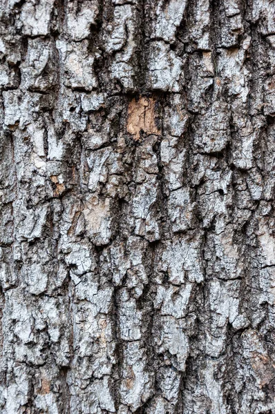 Detalhe Casca Uma Árvore Castanha Cavalo Erodida Pelo Tempo Com — Fotografia de Stock