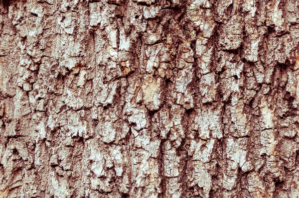 Detalhe Casca Uma Árvore Castanha Cavalo Erodida Pelo Tempo Com — Fotografia de Stock