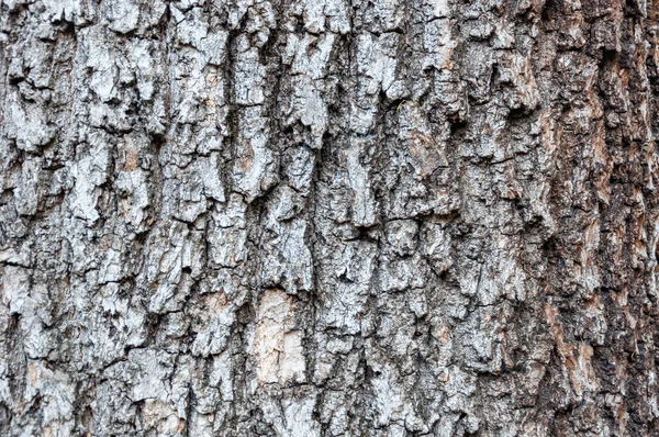 马栗树树皮的细部被时间侵蚀 背景上有纹理和划痕 — 图库照片