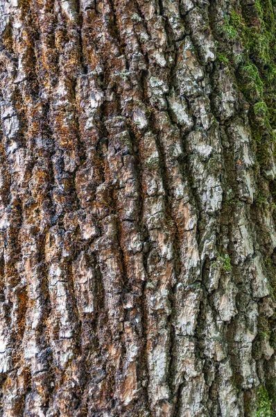 Bir Kestanesi Ağacının Kabuğunun Ayrıntıları Zamanla Aşınmış Arka Planda Doku — Stok fotoğraf