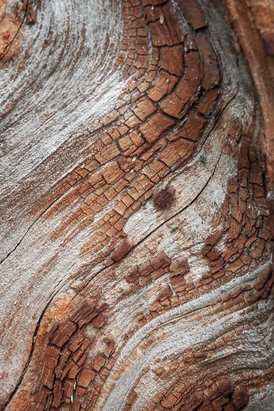 Detail Red Oak Bark Eroded Time Tree Centuries Old Park — Stock Photo, Image