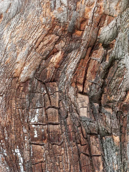 Détail Écorce Chêne Rouge Érodée Par Temps Arbre Parc Centenaire — Photo