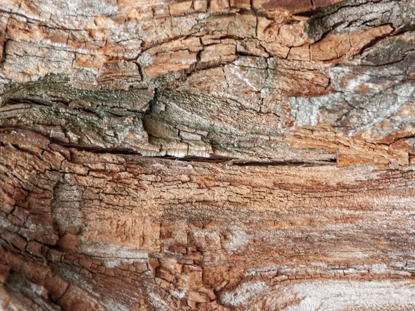 赤オークの詳細時間によって浸食樹皮 何世紀も前の公園の木 時間によって引き起こされる苔で樹皮の質感や傷 — ストック写真