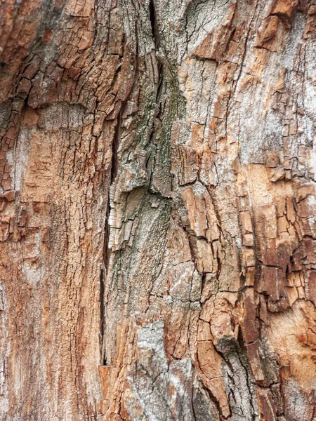 红橡木树皮的细部被时间侵蚀了 一棵百年的公园里的树 树皮上有因时间而异的苔藓的纹理和划痕 — 图库照片