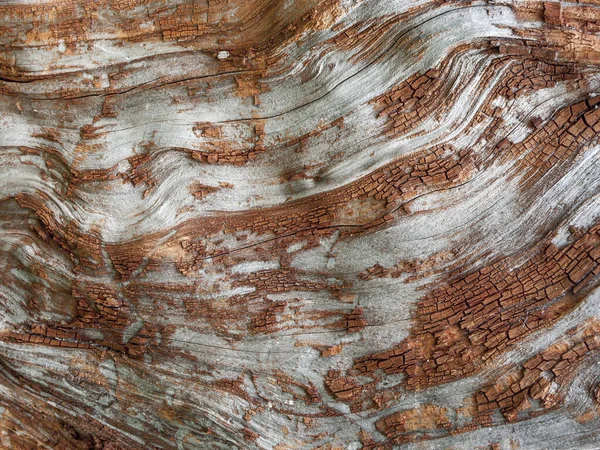 Kırmızı Meşe Ağacının Ayrıntıları Zamanla Aşındı Yüzyıllık Bir Parkın Ağacı — Stok fotoğraf