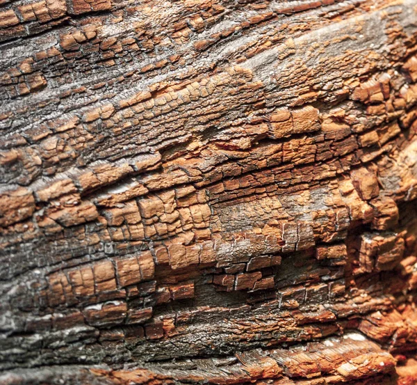 Detail Red Oak Bark Eroded Time Tree Centuries Old Park — Stock Photo, Image