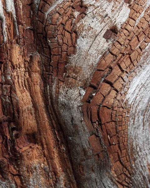 Détail Écorce Chêne Rouge Érodée Par Temps Arbre Parc Centenaire — Photo