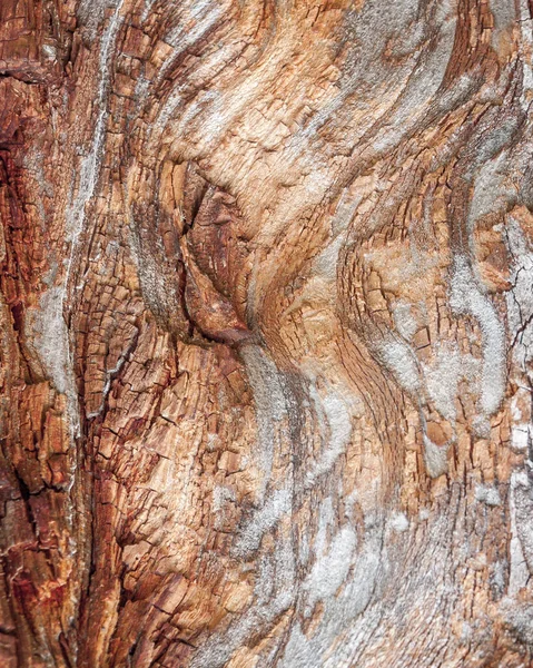 红橡木树皮的细部被时间侵蚀了 一棵百年的公园里的树 树皮上有因时间而异的苔藓的纹理和划痕 — 图库照片