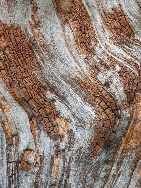 Detail Red Oak Bark Eroded Time Tree Centuries Old Park — Stock Photo, Image