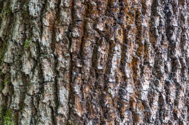 Bir at kestanesi ağacının kabuğunun ayrıntıları zamanla aşınmış, arka planda doku ve çizikler ve yeşil yosunlarla kaplı parçalarla..