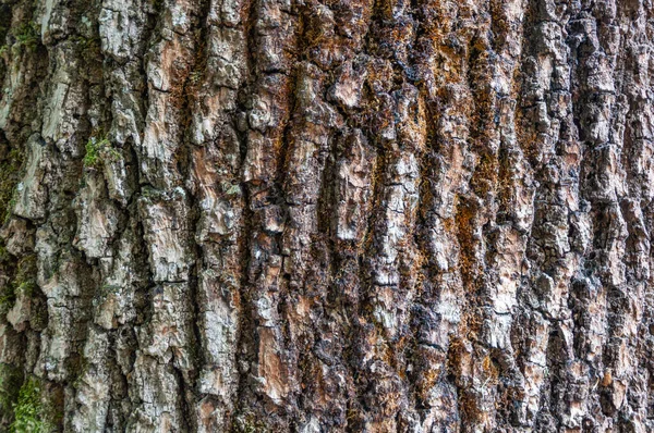 Detalhe Casca Uma Castanheira Cavalo Erodida Pelo Tempo Com Texturas — Fotografia de Stock