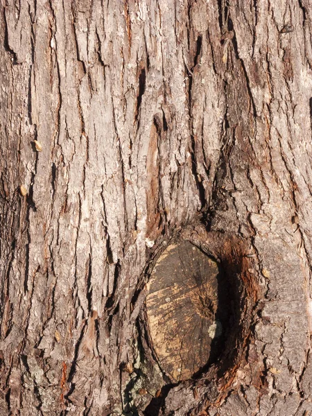 Detail Kůry Narušené Časem Rostlina Staletí Starého Parku — Stock fotografie